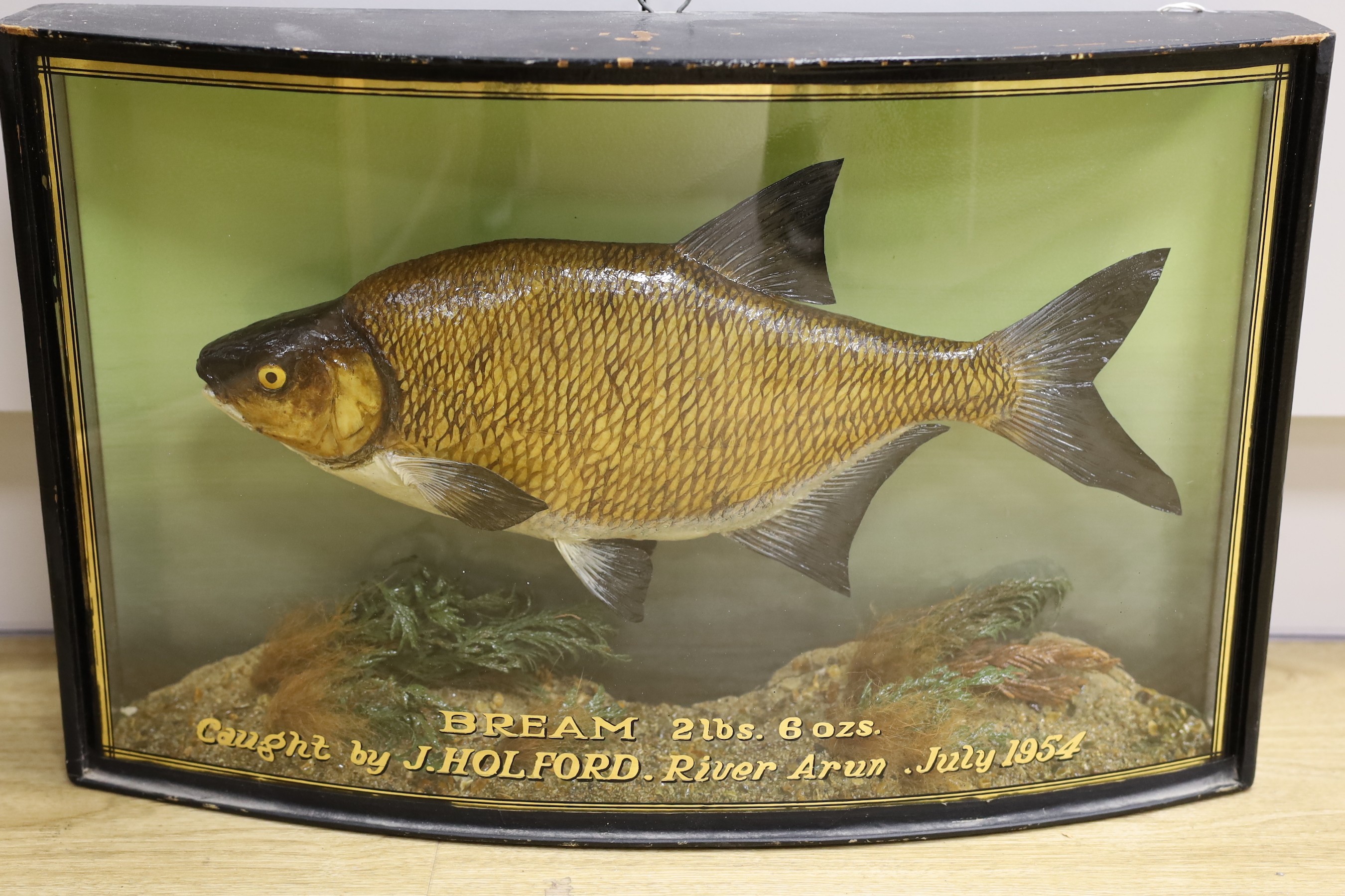 A cased taxidermic bream caught by J. Holford, River Arun, 1954